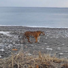 Тигрица поселилась на туристической тропе в приморском заповеднике, но экскурсии отменять из-за неё не станут
