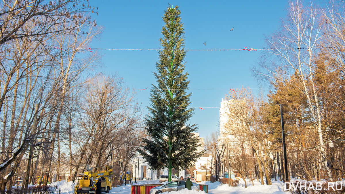 Ели хабаровск. Городская елка Хабаровск. Новогодние гуляния Хабаровск. Ели в городе. Елка в центре города.