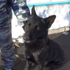 Во Владивостоке мужчина воткнул нож в приятеля во время застолья – найти преступника помогла служебная собака Багира