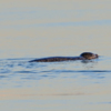 Пятнистые тюлени замечены в акватории Владивостока — newsvl.ru