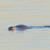 Пёстрый тюлень в Амурском заливе — newsvl.ru