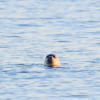 Пятнистые тюлени плавают в районе маяка Токарёвского — newsvl.ru