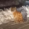 Группу тигрят встретили приморцы на дороге недалеко от Арсеньева (ФОТО)