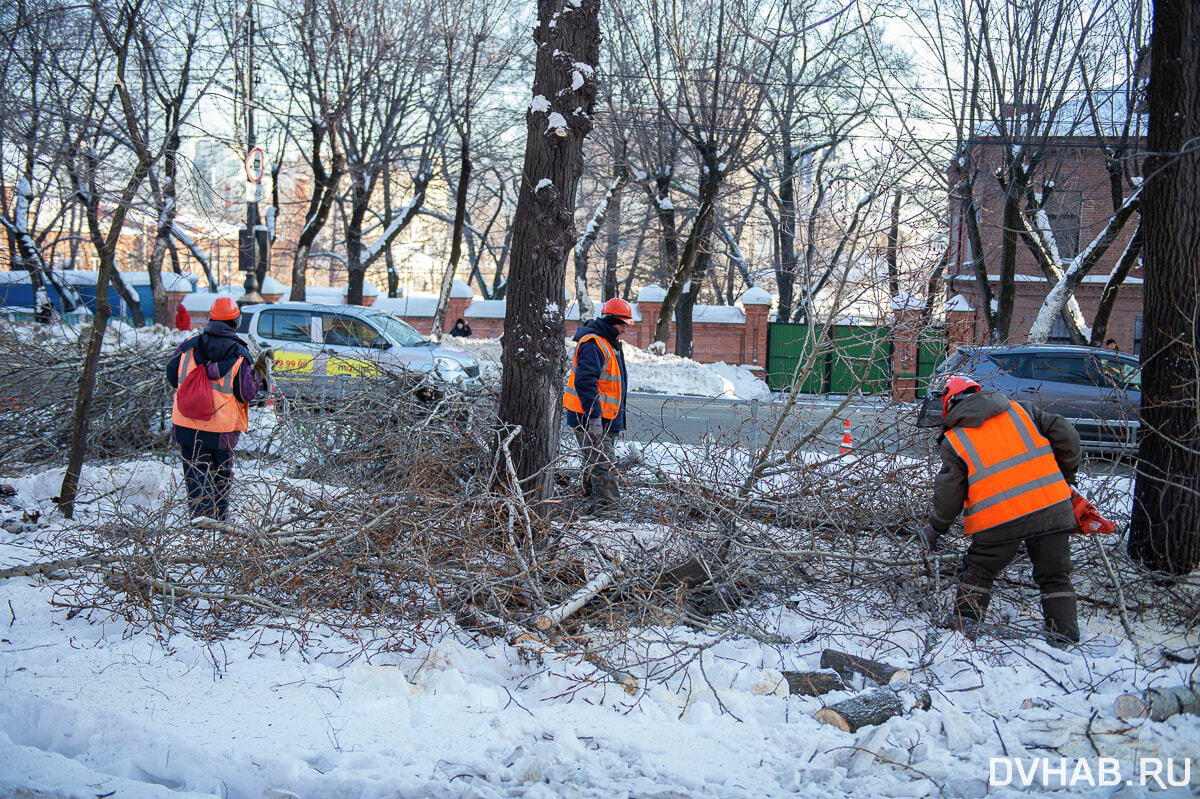 На улице Серышева пилят деревья (ФОТО; ВИДЕО) — Новости Хабаровска