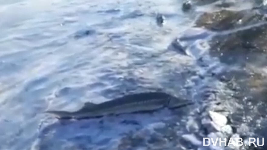 Мертвой краснокнижной рыбой усеян берег Хабаровского края (ВИДЕО)