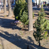 В квартиры чаще всего берут елки высотой до 2-2,5 метров — newsvl.ru