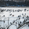 Сотни рыбаков уже вышли на лёд, несмотря на запрет — newsvl.ru