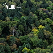 Лес в аренду на полвека: в Приморском крае провели пилотный лесной конкурс