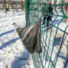 На оборудованной площадке для собак на Русской дог-станции нет — newsvl.ru