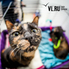 В год Тигра каждому по котику: во Владивостоке проходит благотворительный котомарафон (ФОТО)