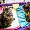 Помочь котикам можно добровольными пожертвованиями  — newsvl.ru