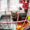 До того, как найти любящего и заботливого хозяина, котики, как правило, переживают трудные времена — newsvl.ru