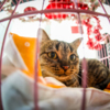 Помочь котикам можно добровольными пожертвованиями — newsvl.ru