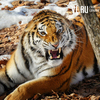 Жители Сиваковки заметили тигра рядом с селом со стороны Ханки