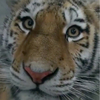 Охотнадзор проверяет информацию о том, что на севере Приморья людям пришлось выстрелами «отпугивать» тигра (ВИДЕО)