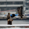 Два белохвостых орлана зимуют в бухте Золотой Рог во Владивостоке — newsvl.ru