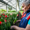 В Ботаническом саду срезают тюльпаны к 8 Марта — newsvl.ru