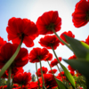 В Ботаническом саду расцвели тюльпаны — newsvl.ru