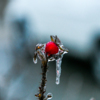 И снова в ледяном плену: деревья, траву и цветы покрыла хрустальная глазурь — newsvl.ru