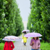 Мокрые листья и дремлющие голуби - лучшие моменты утреннего дождя во Владивостоке — newsvl.ru