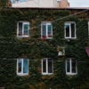 Владивостокские дома украшают заросли девичьего винограда — newsvl.ru