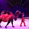 По арене прогулялся гордый верблюд  — newsvl.ru