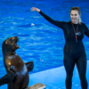 Тюлени выступают не так послушно, как дельфины — newsvl.ru