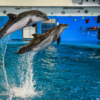 Дельфинов здесь содержится четверо — newsvl.ru