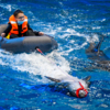 Плавание с дельфином на лодке — newsvl.ru