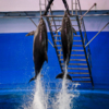 Прыжки – природный навык дельфина — newsvl.ru