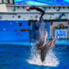 Эти дельфины легче прочих поддаются дрессировке — newsvl.ru