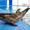 Дельфинёнок Фрося родилась полгода назад — newsvl.ru