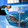 Тренеры проводят много времени с дельфинами, чтобы те не скучали — newsvl.ru