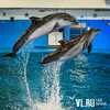 В частном дельфинарии во Владивостоке устраивают шоу с краснокнижными дельфинами (ФОТО; ВИДЕО)