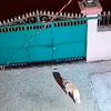 Кадры нападения леопарда на собаку в Спасском районе оказалось старым видео из Индии