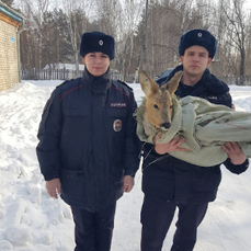 В Дальнереченске полицейские спасли затравленную собаками косулю 