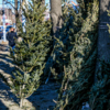 Люди смотрят на хвою, но не покупают деревья — newsvl.ru