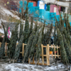 Продавцы готовы немного снизить цену, лишь бы договориться с покупателем и продать хвойное дерево — newsvl.ru