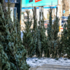 Привезли пихты во Владивосток из-под Дальнегорска — newsvl.ru