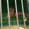 Приморцы собрали более 1,7 млн рублей на вольер для спасённого из передвижного зоопарка леопарда