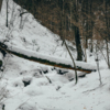 Чем дальше в лес, тем больше снега — newsvl.ru