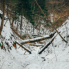 Прогулка в зимнем лесу - хороший вариант провести выходной с семьёй — newsvl.ru