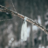 Направление тропы обозначено небольшими ленточками на деревьях — newsvl.ru