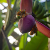 Тропические растения набирают плоды — newsvl.ru