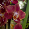 У орхидей много поклонников — newsvl.ru