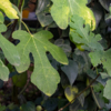 Крупные листья инжира - новогоднего дерева в Индии — newsvl.ru