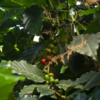 Плоды кофейного дерева — newsvl.ru