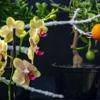 Орхидеи зацветают зимой — newsvl.ru
