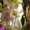 Нежные оттенки и изящные линии сделали орхидеи домашними любимицами — newsvl.ru