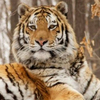 Приморский тигр Амур потерял отца в год полосатого хищника